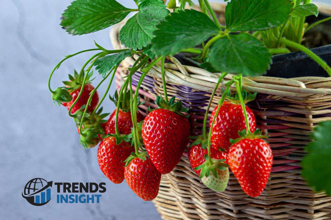 how to grow strawberries