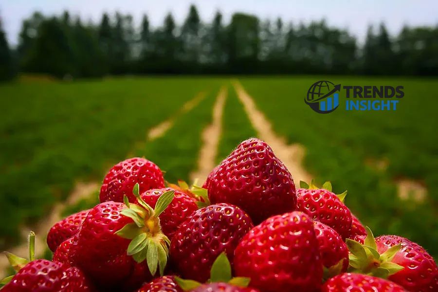 how to grow strawberries