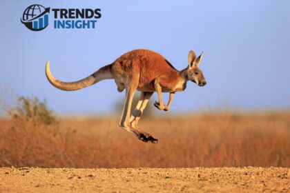 how strong are kangaroos legs