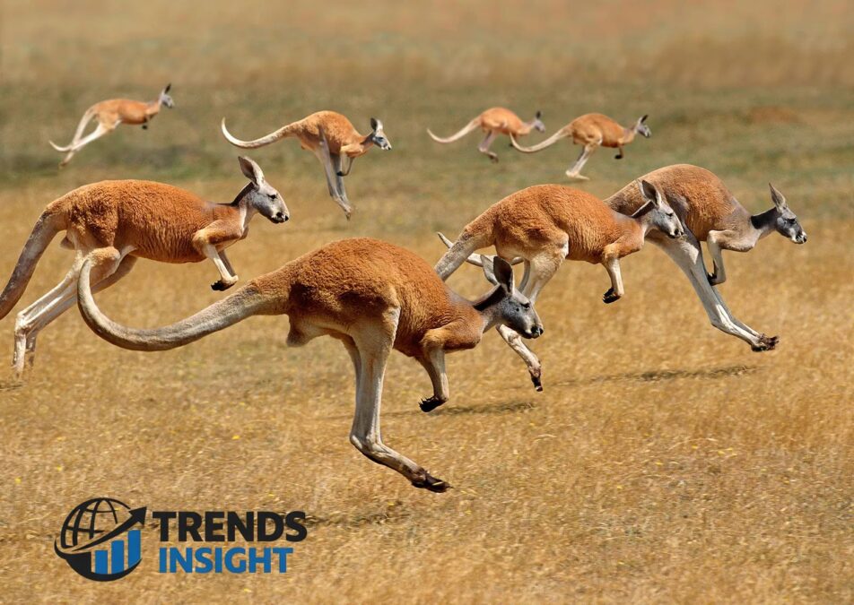 how strong are kangaroos legs how strong are kangaroos legs